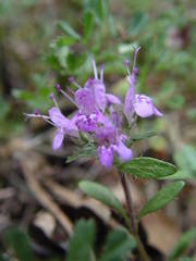 Thymus dolomiticus