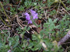 Thymus dolomiticus