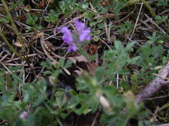 Thymus dolomiticus