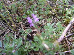 Thymus dolomiticus