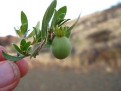 Diospyros lycioides lycioides