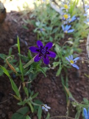 Lapeirousia oreogena