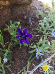 Lapeirousia oreogena