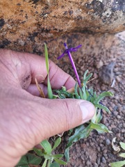 Lapeirousia oreogena