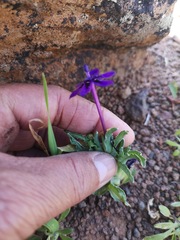 Lapeirousia oreogena