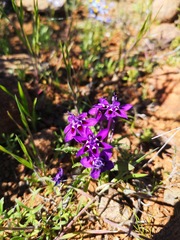 Lapeirousia oreogena