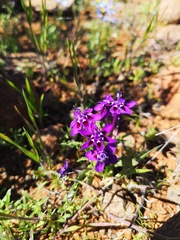 Lapeirousia oreogena