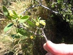 Diospyros lycioides lycioides