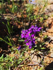 Lapeirousia oreogena
