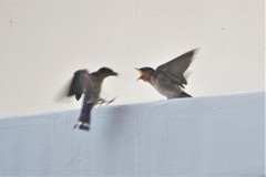 House Swallow photo 5