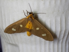 Dysauxes famula