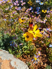 Hesperantha vaginata