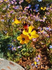 Hesperantha vaginata