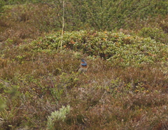 Luscinia svecica svecica