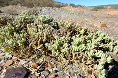 Mesembryanthemum schenkii