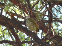 Campethera abingoni abingoni