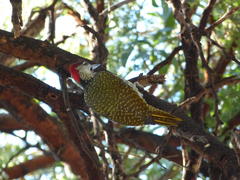 Campethera abingoni abingoni