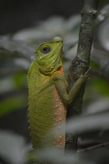 Lyriocephalus scutatus