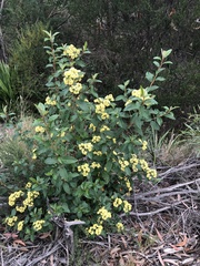 Pomaderris intermedia