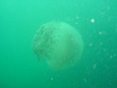 Eupilema inexpectata