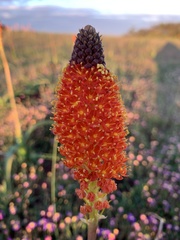 Bulbinella latifolia doleritica