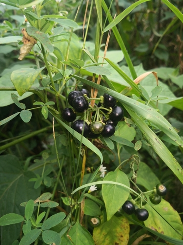 Garden Huckleberry