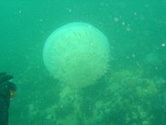 Eupilema inexpectata