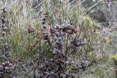 Allocasuarina paradoxa