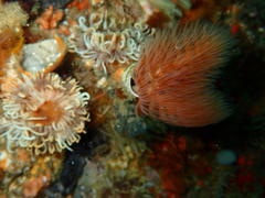 Protula bispiralis