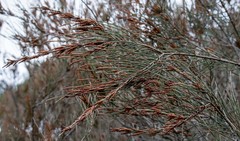 Allocasuarina paradoxa