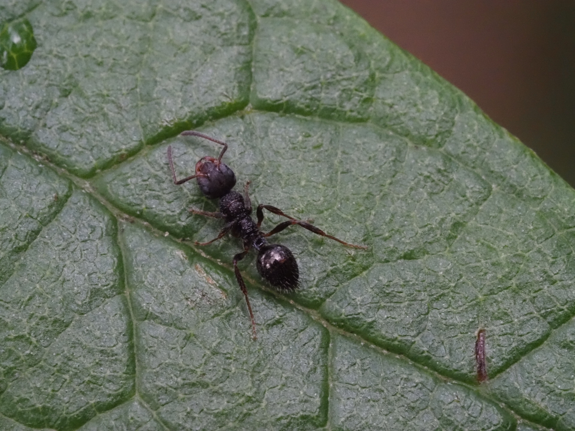 Pseudonotoncus
