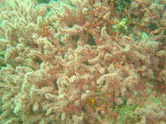 Melithaea rubra