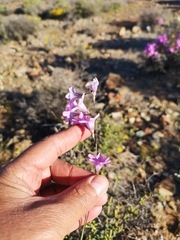 Ixia sobolifera carnea