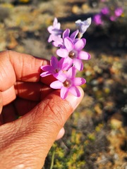 Ixia sobolifera carnea