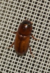 Subrinus