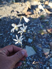 Hesperantha bachmannii