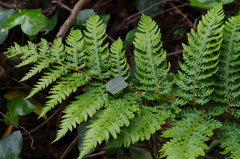 Sphaeropteris excelsa