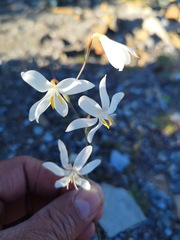 Hesperantha bachmannii