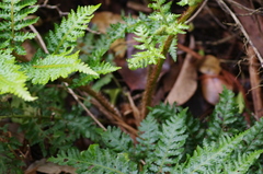 Sphaeropteris excelsa