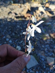 Hesperantha bachmannii