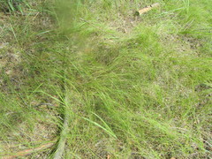 Carex praecox