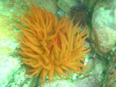 Pseudactinia flagellifera