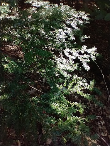 Silver Lake Loop Trail