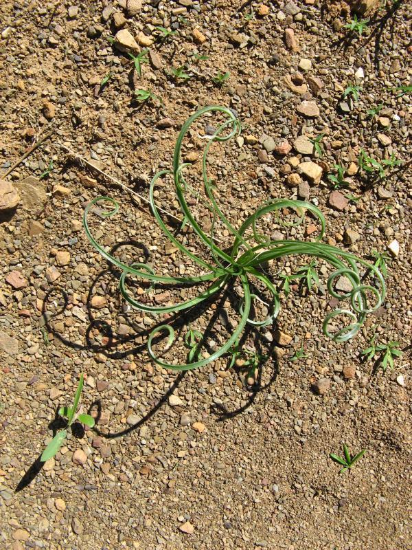 Dipcadi papillatum