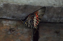 Charaxes zingha
