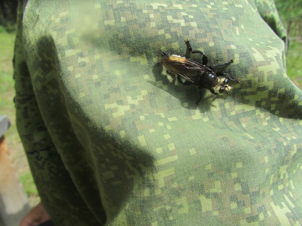 Laphria gibbosa