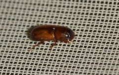 Subrinus