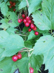 Viburnum opulus