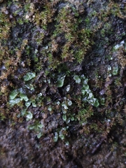Pallavicinia