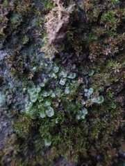 Pallavicinia